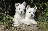 WESTIE 150